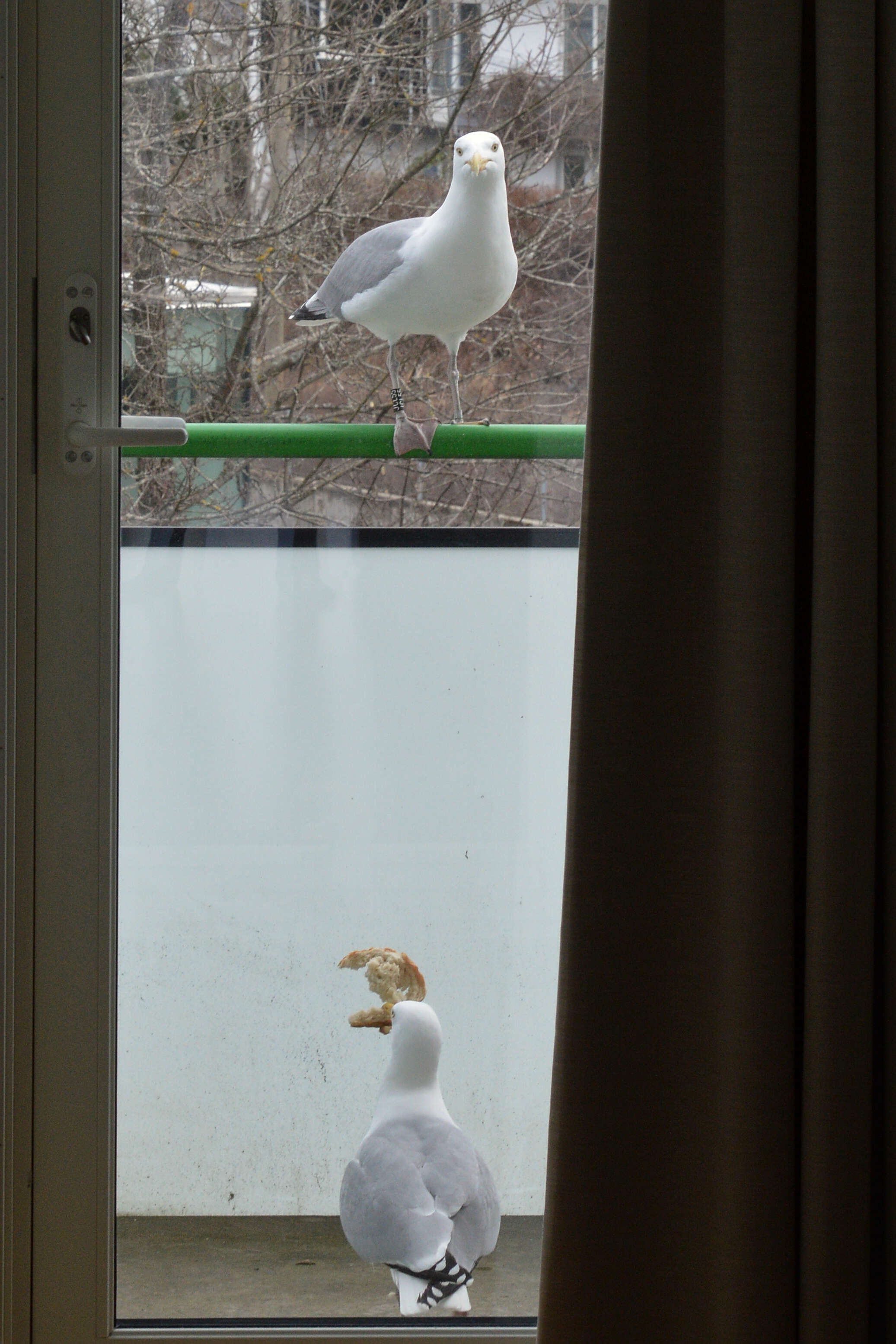 Image of European Herring Gull