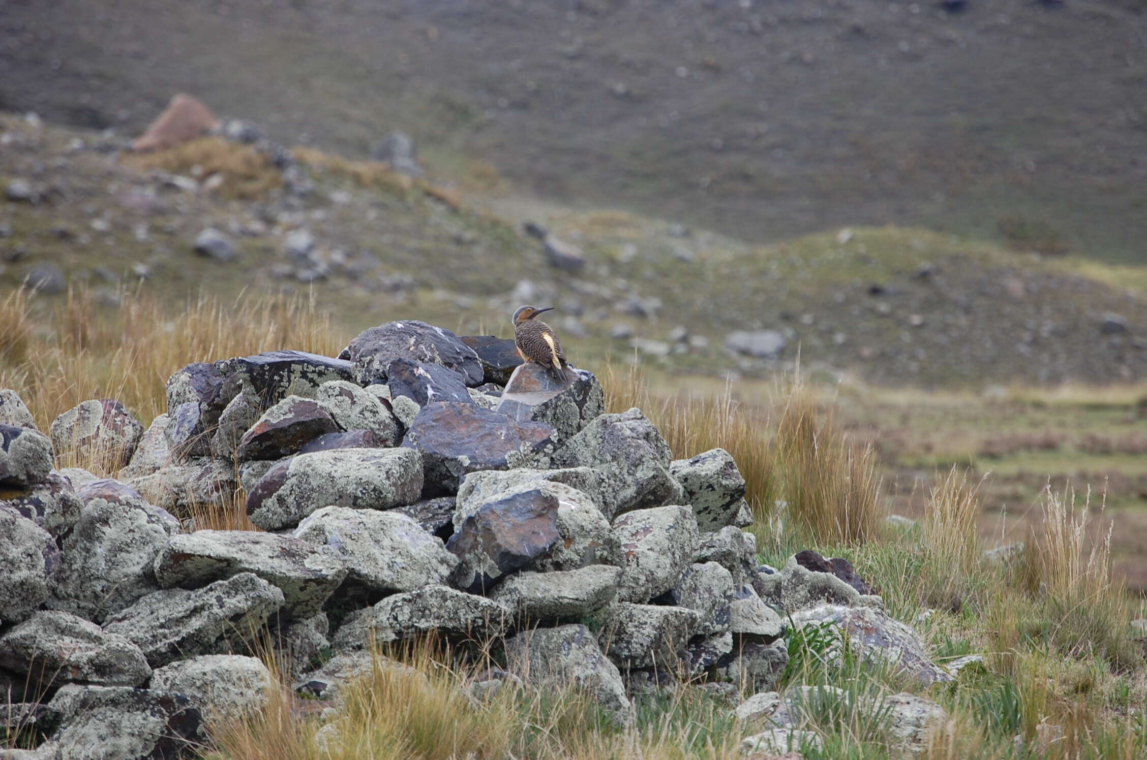 Image of Andean Flicker