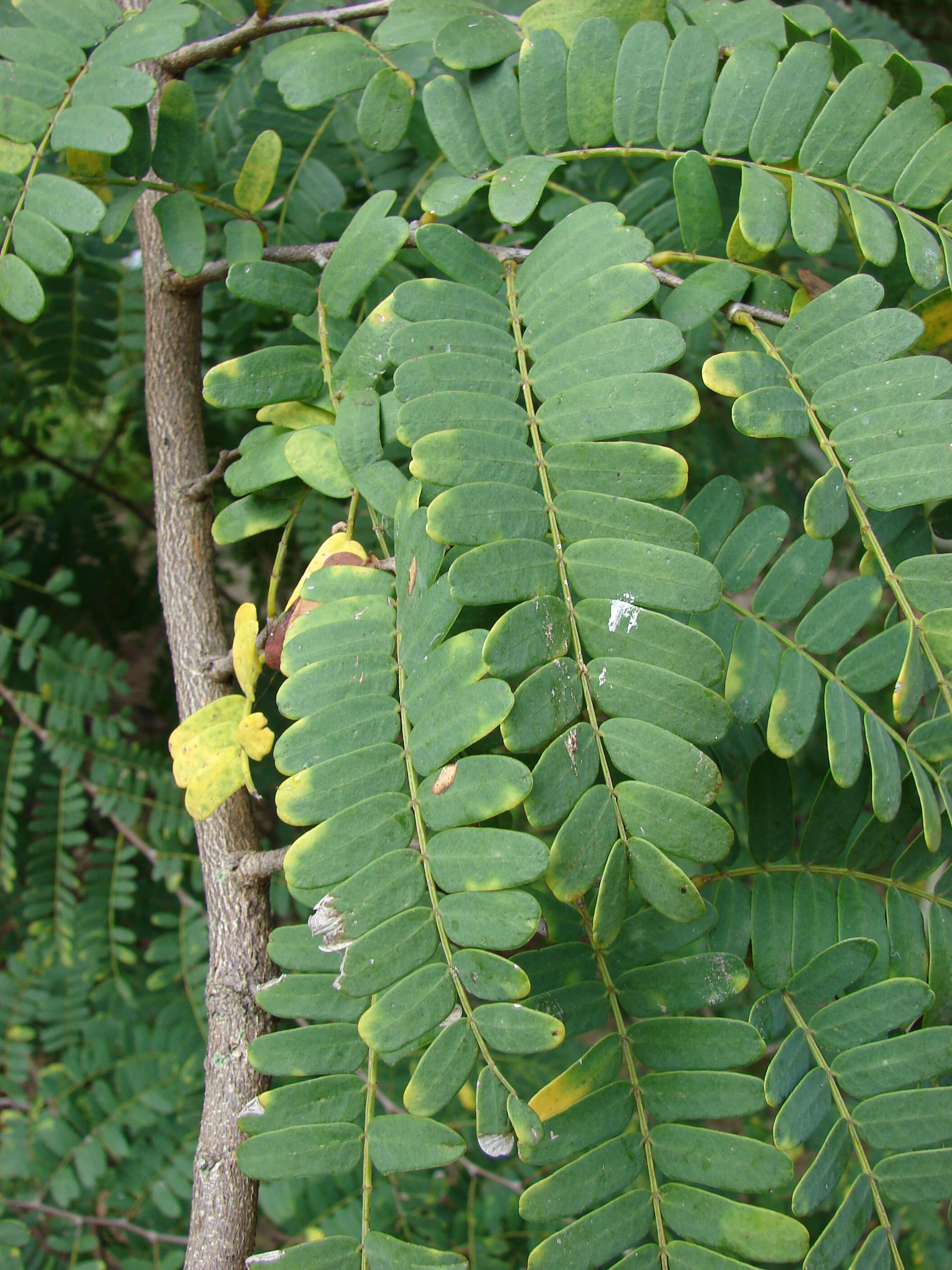 Image of tamarind