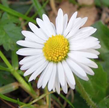 Image of Daisy