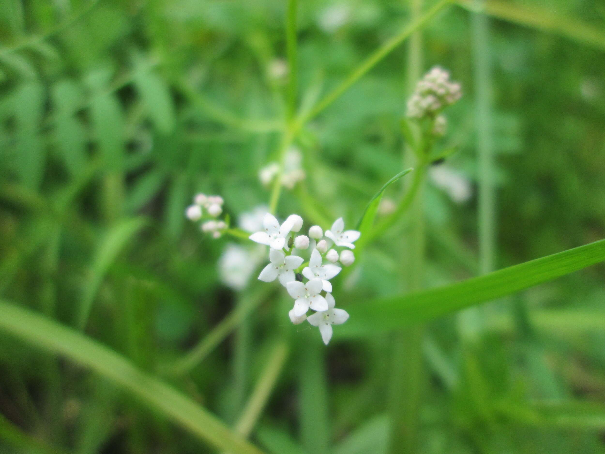 Imagem de Galium palustre L.