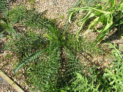 Image of Cynara humilis L.