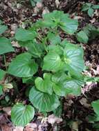 Слика од Viola mirabilis L.