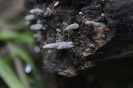 Image of Xylaria longipes Nitschke 1867