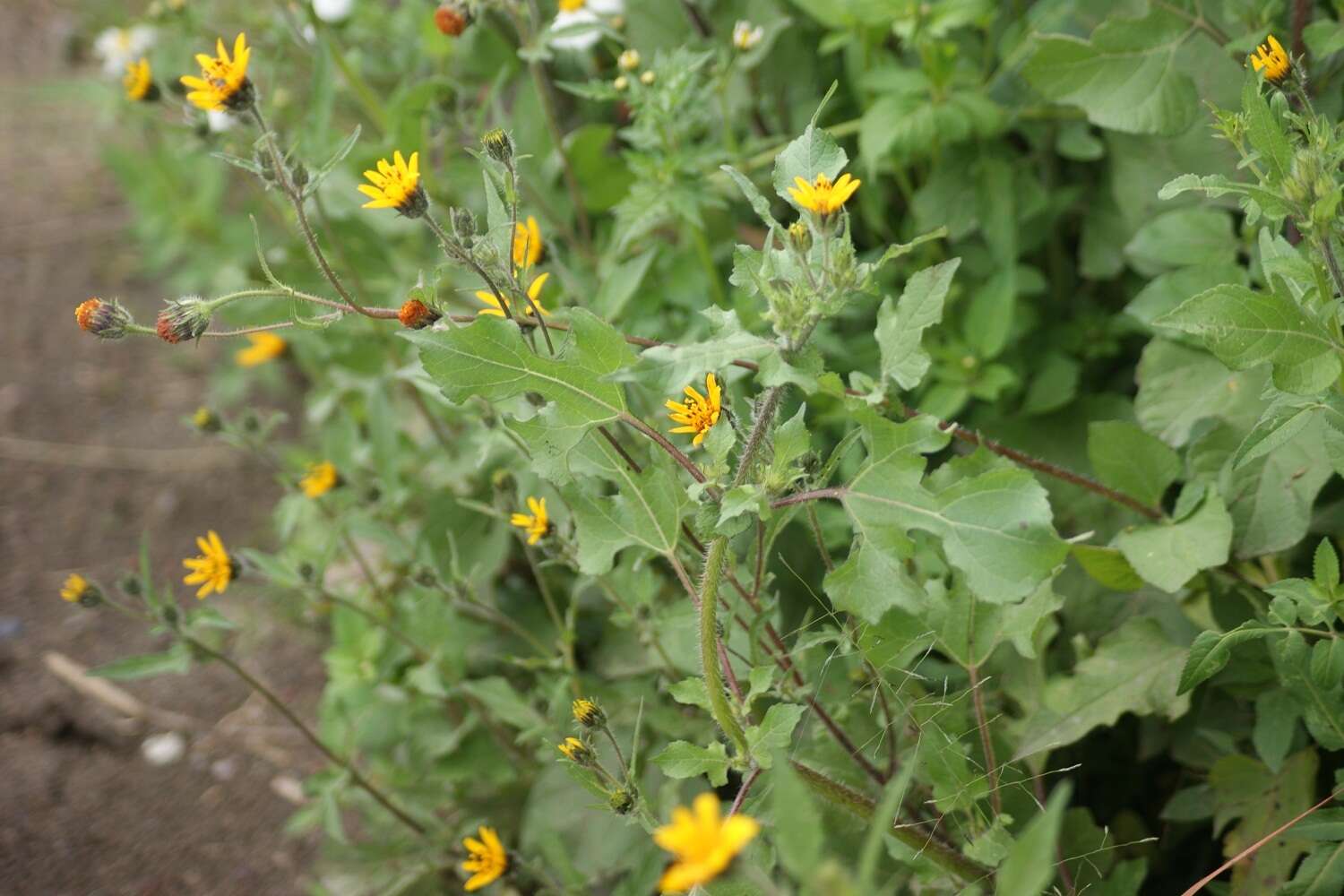 Image of bushsunflower