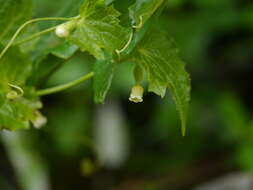 Image of Solena amplexicaulis (Lam.) Gandhi ex Saldanha & Nicolson