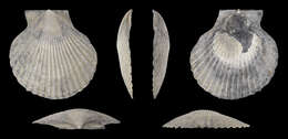 Image of queen scallop