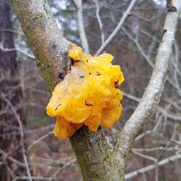 Image of Witches butter