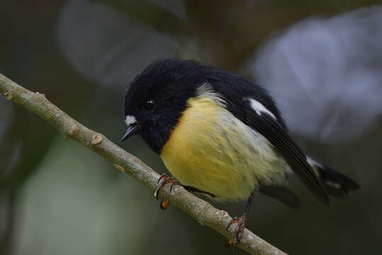 Image of New Zealand Tomtit