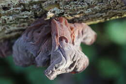 Image of ear fungus