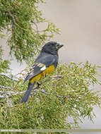 Image of White-winged Grosbeak