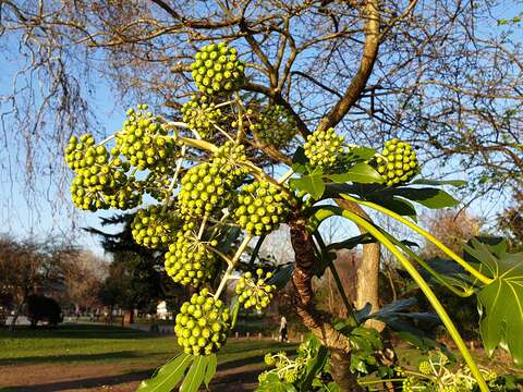 Image of fatsia