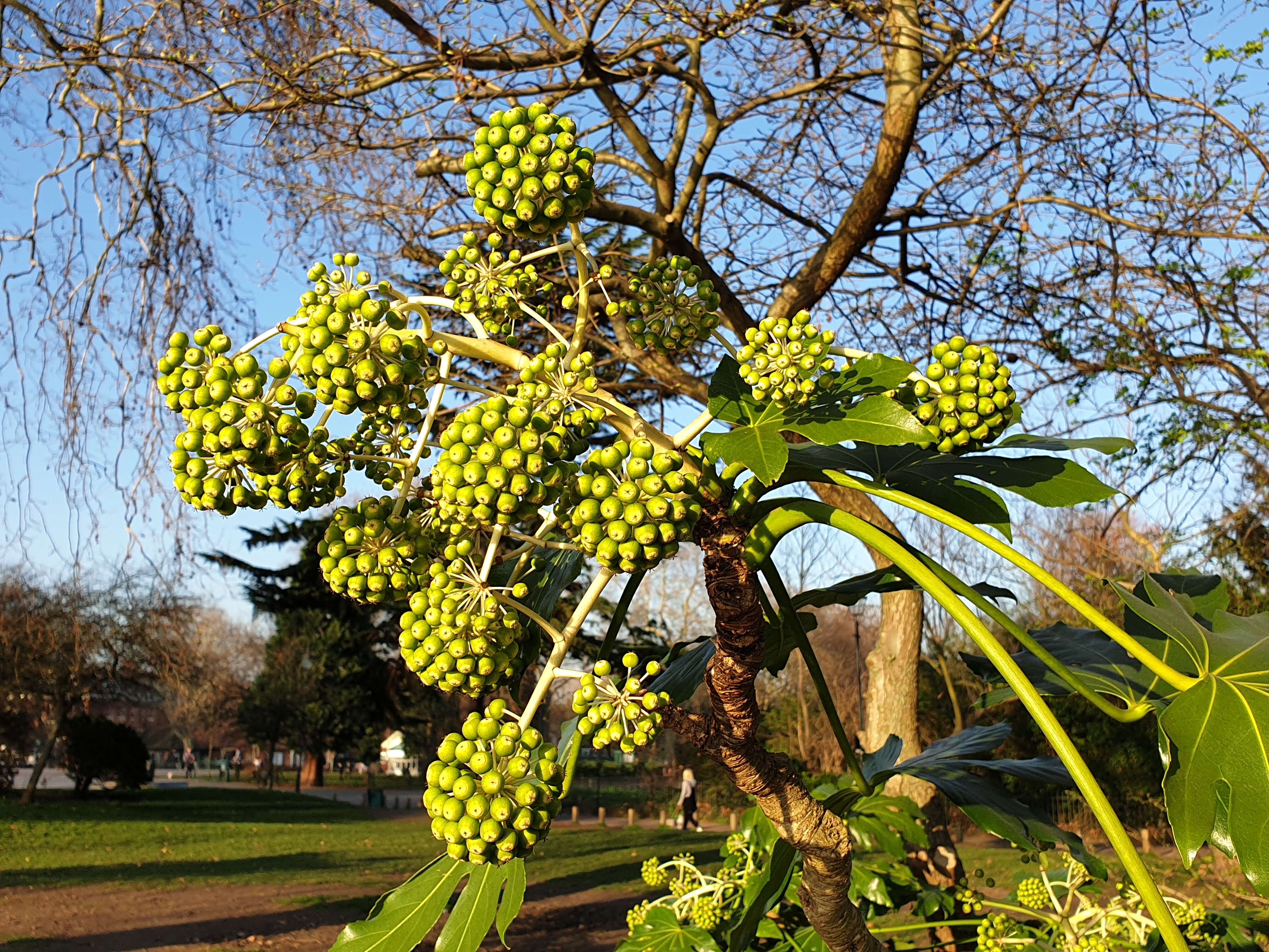 صورة Fatsia