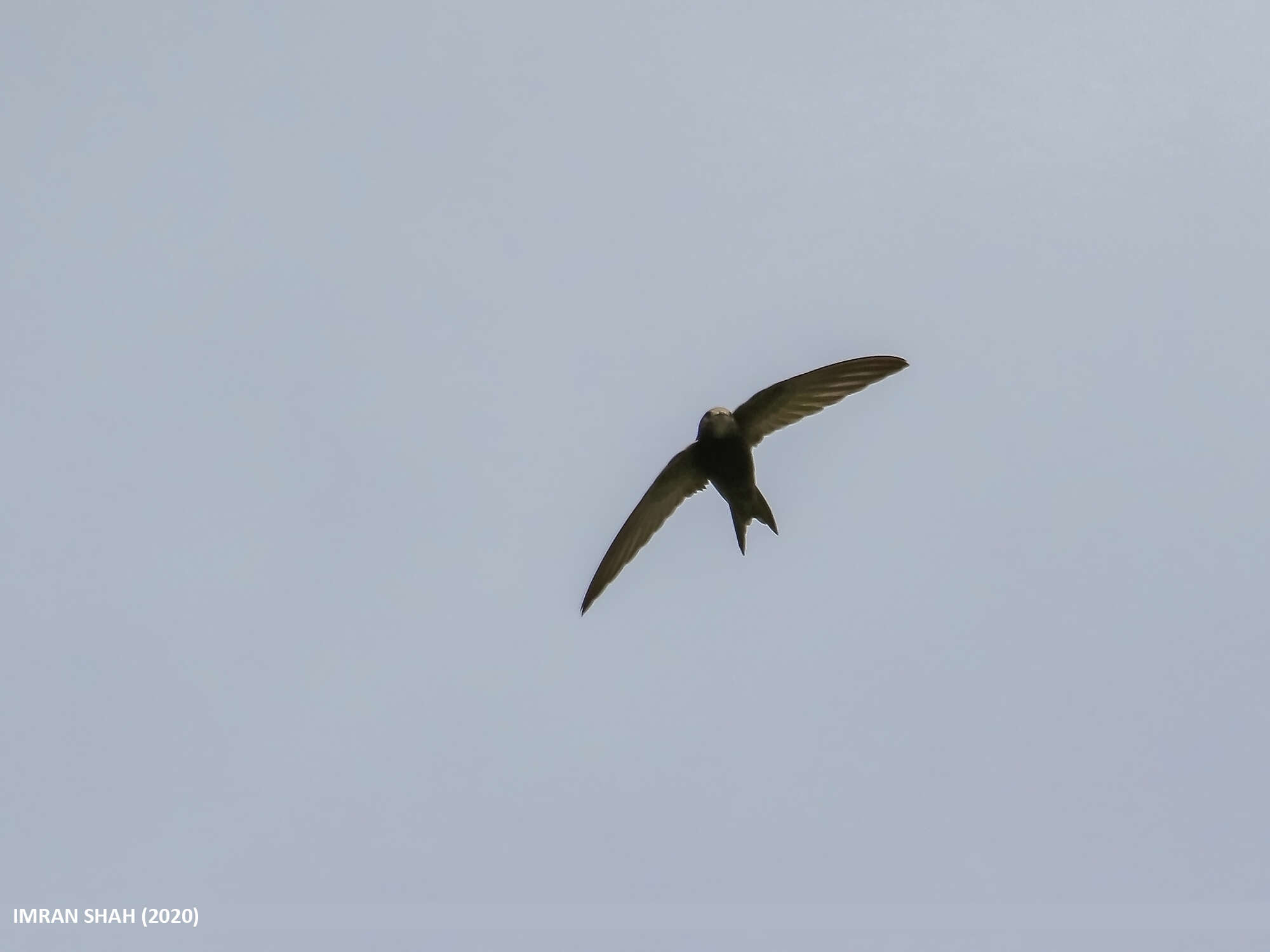 Image of swift, common swift