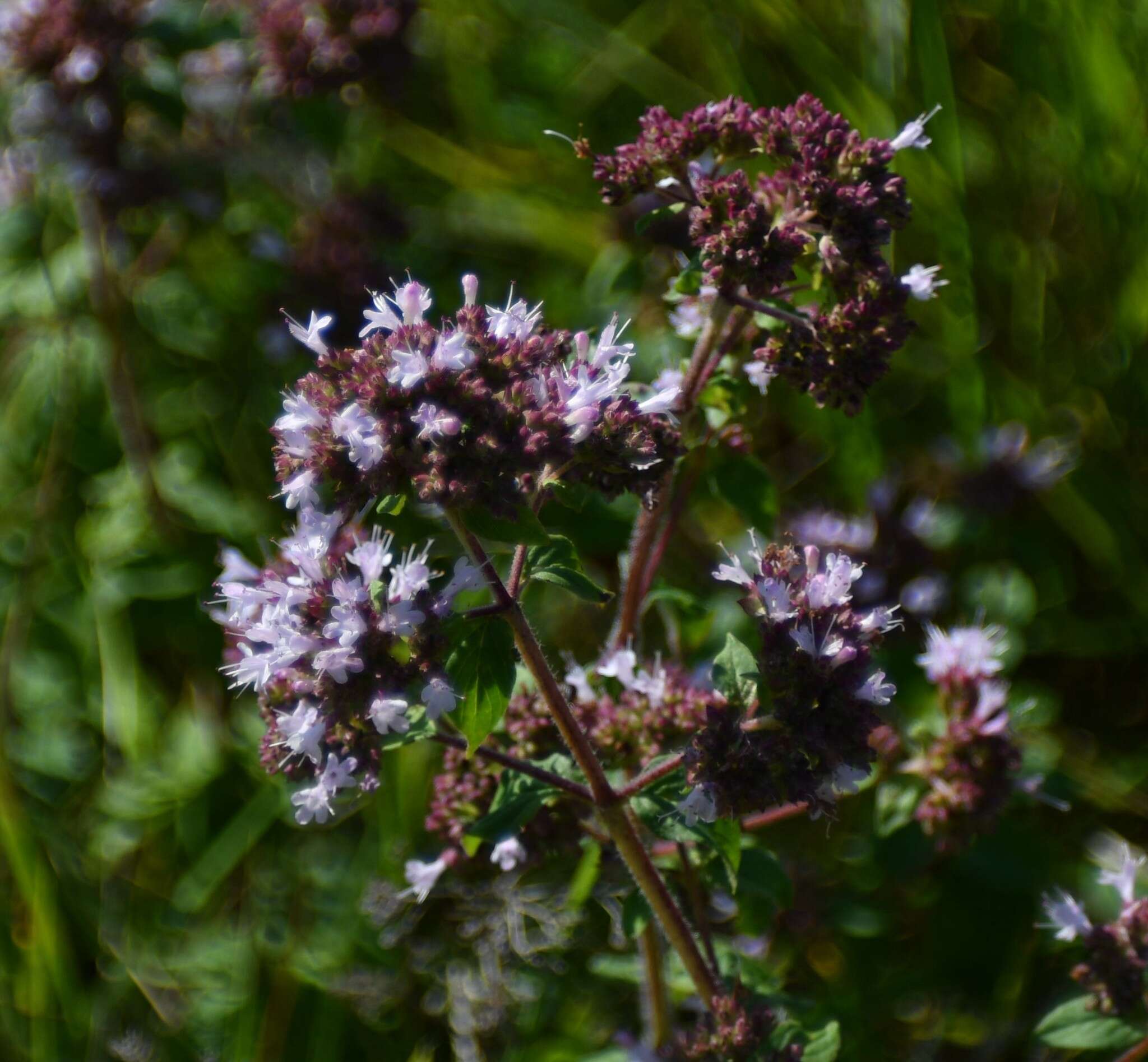 Image of oregano