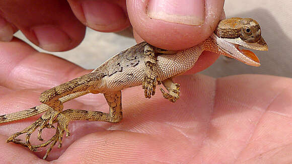 Image of Wied's Fathead Anole