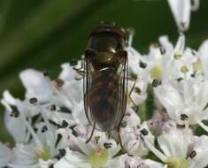 Image of Meliscaeva auricollis (Meigen 1822)