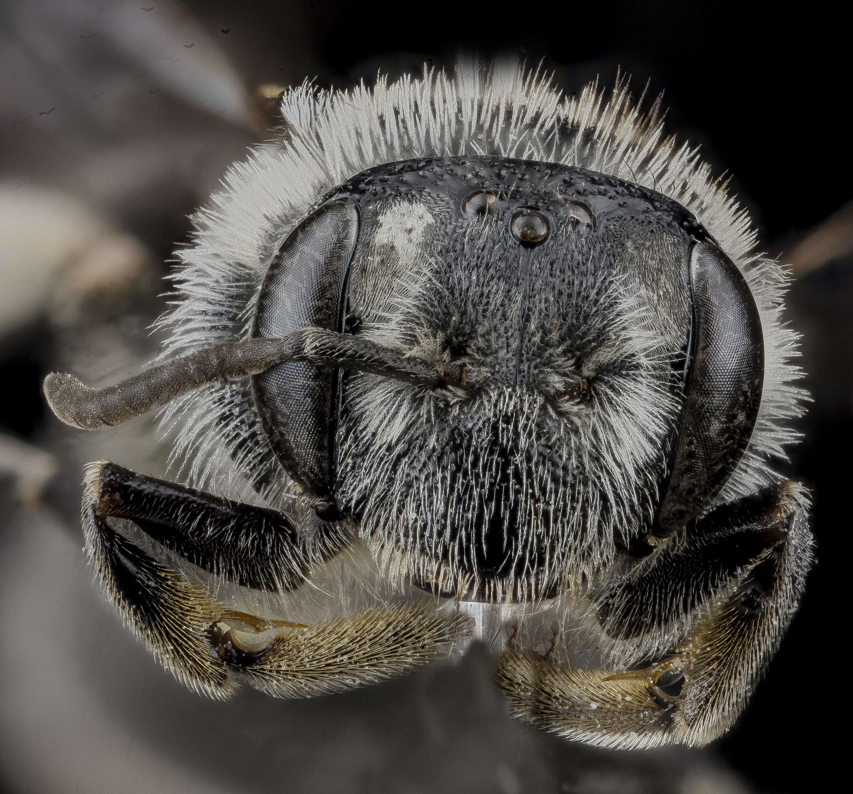 Image of Andrena miranda Smith 1879