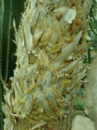 Image of Mexican Pony Tail Palm