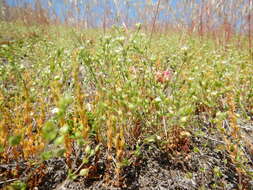 Image of Thyme-leaved Sandwort