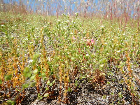 Image of Thyme-leaved Sandwort