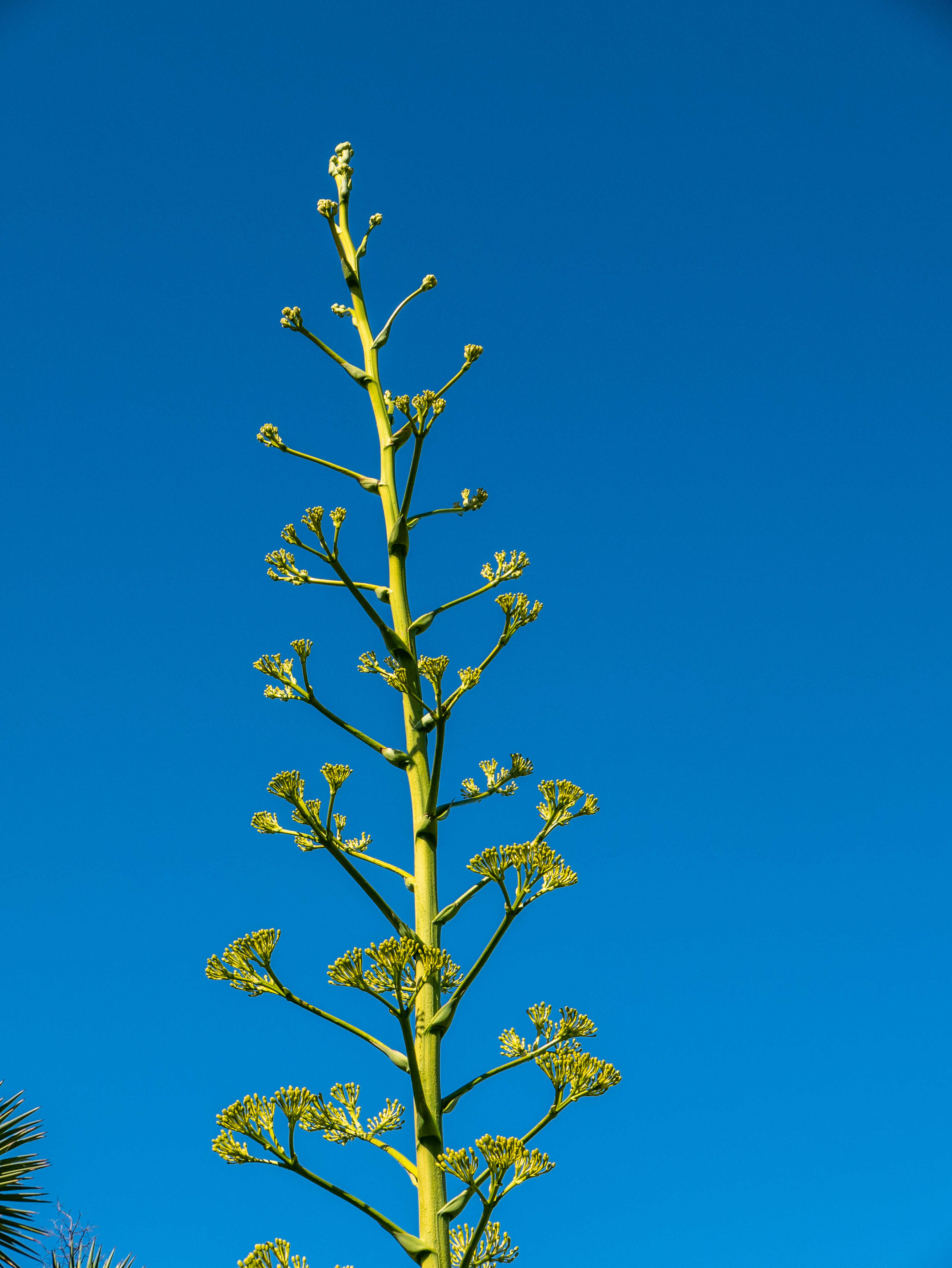 Image of American Aloe