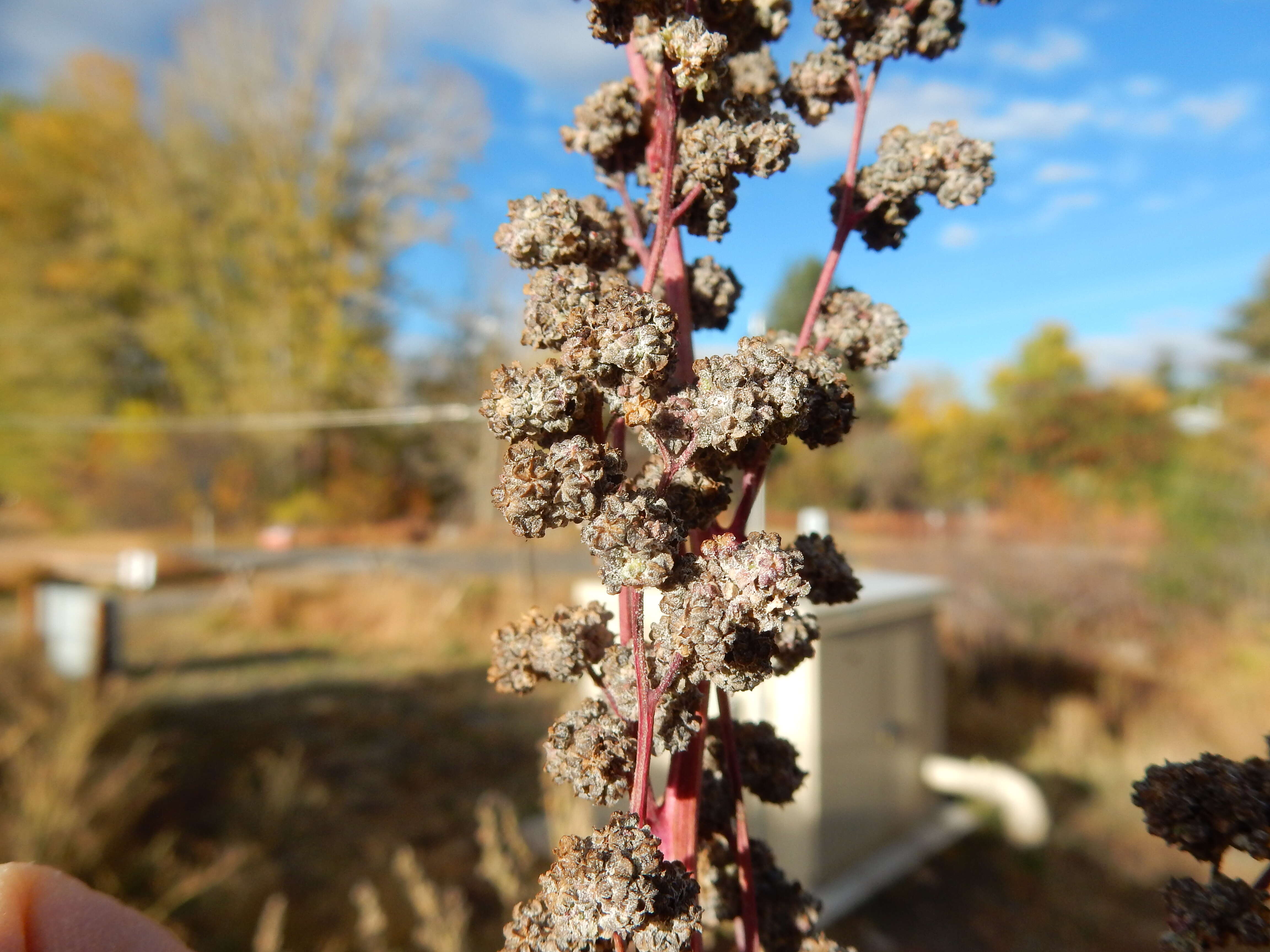 Image of pitseed goosefoot