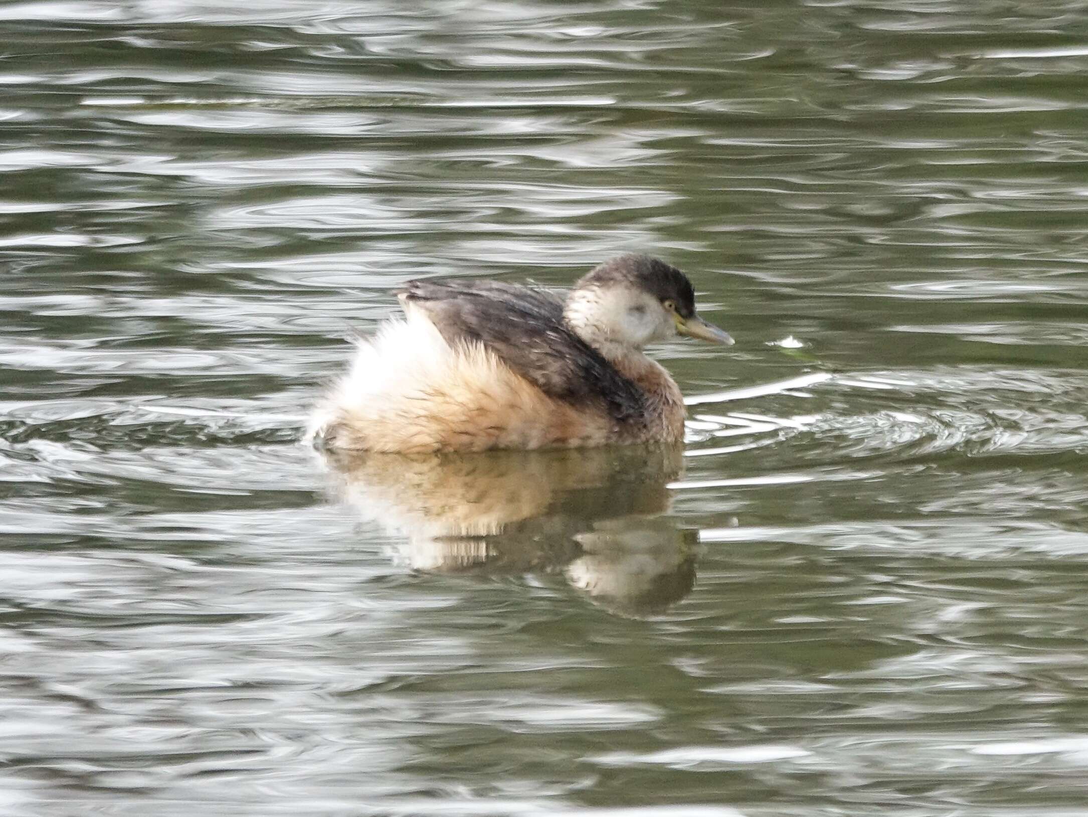 Image of Australasian Grebe