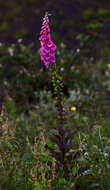 Imagem de Digitalis purpurea L.