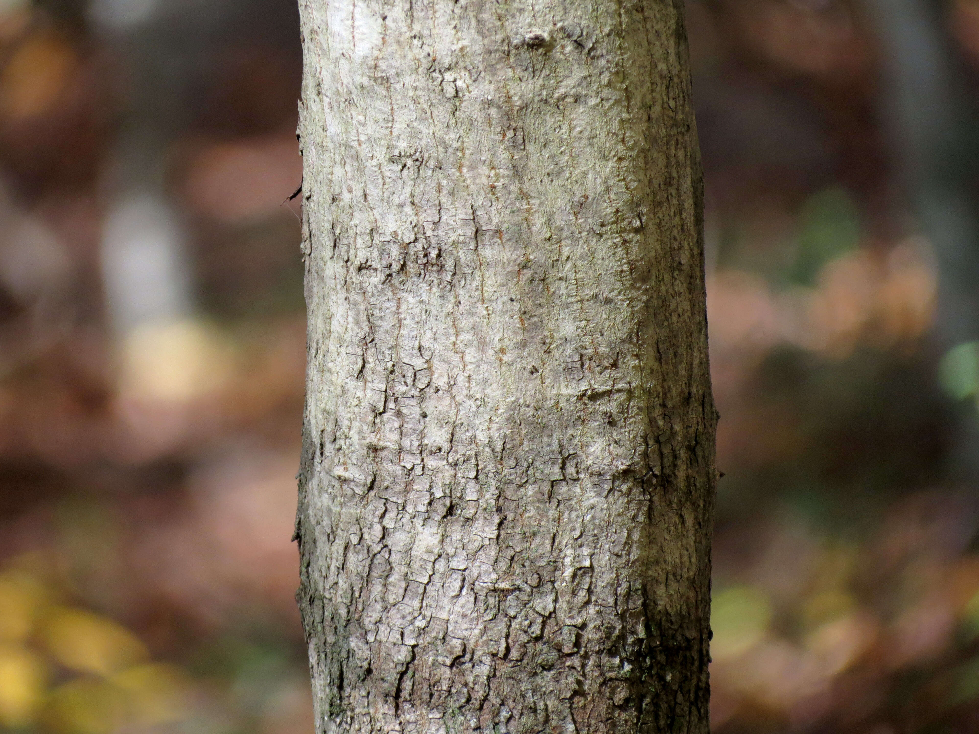 Image of Norway Maple