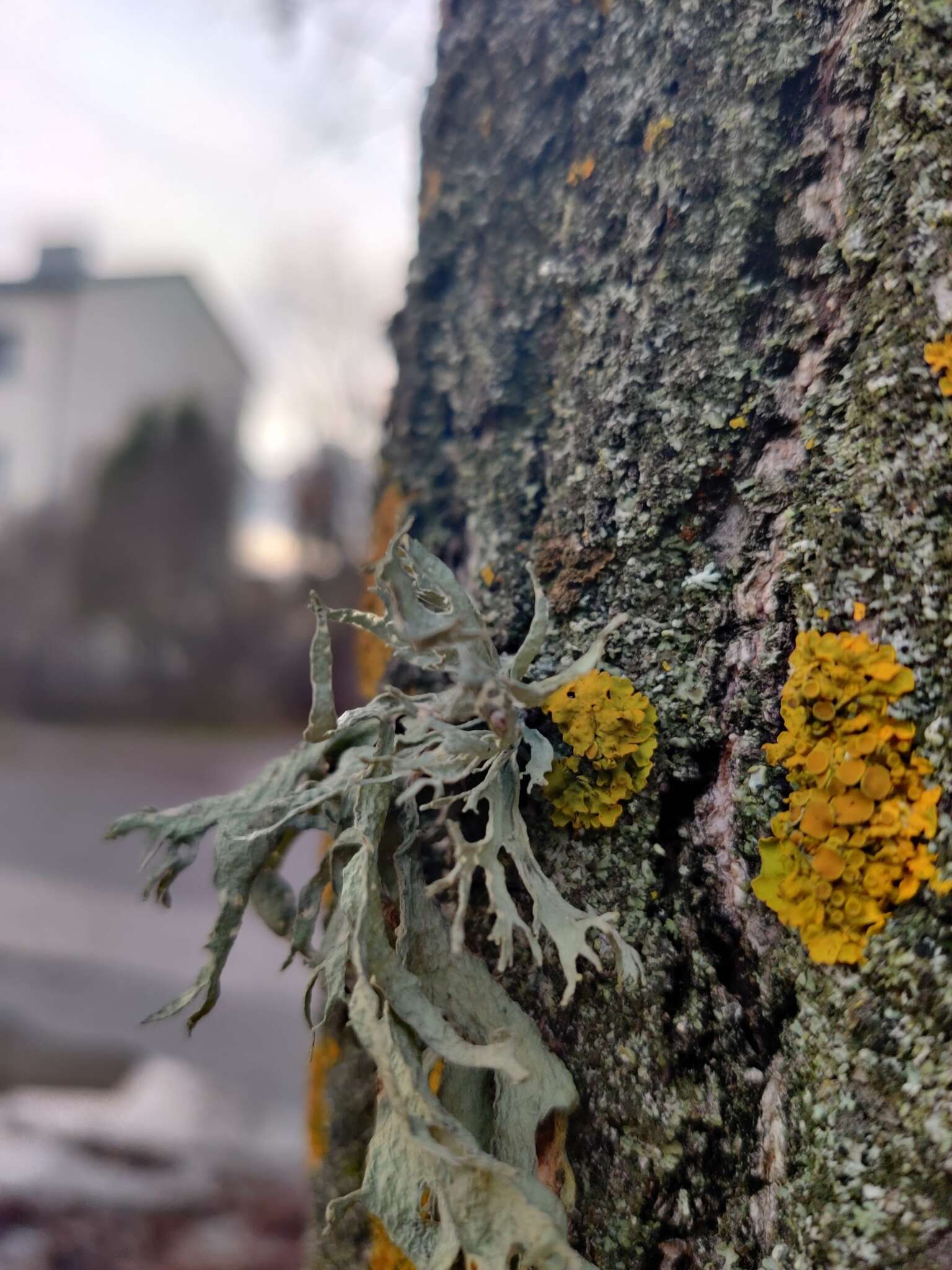 Image of cartilage lichen