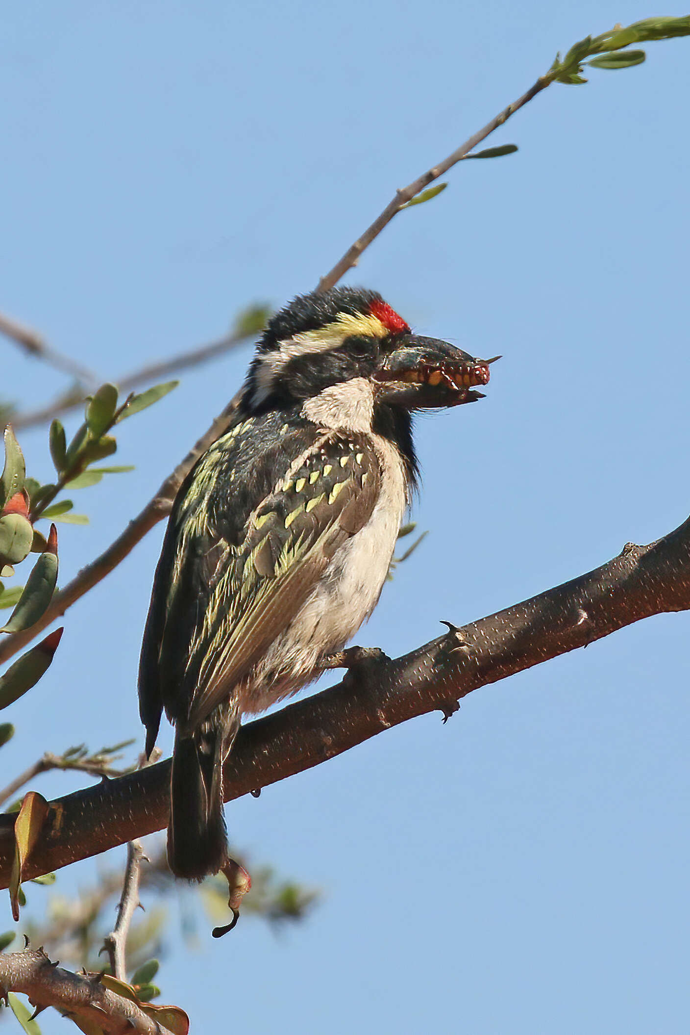 Tricholaema leucomelas (Boddaert 1783) resmi