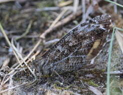 Image of Grayling