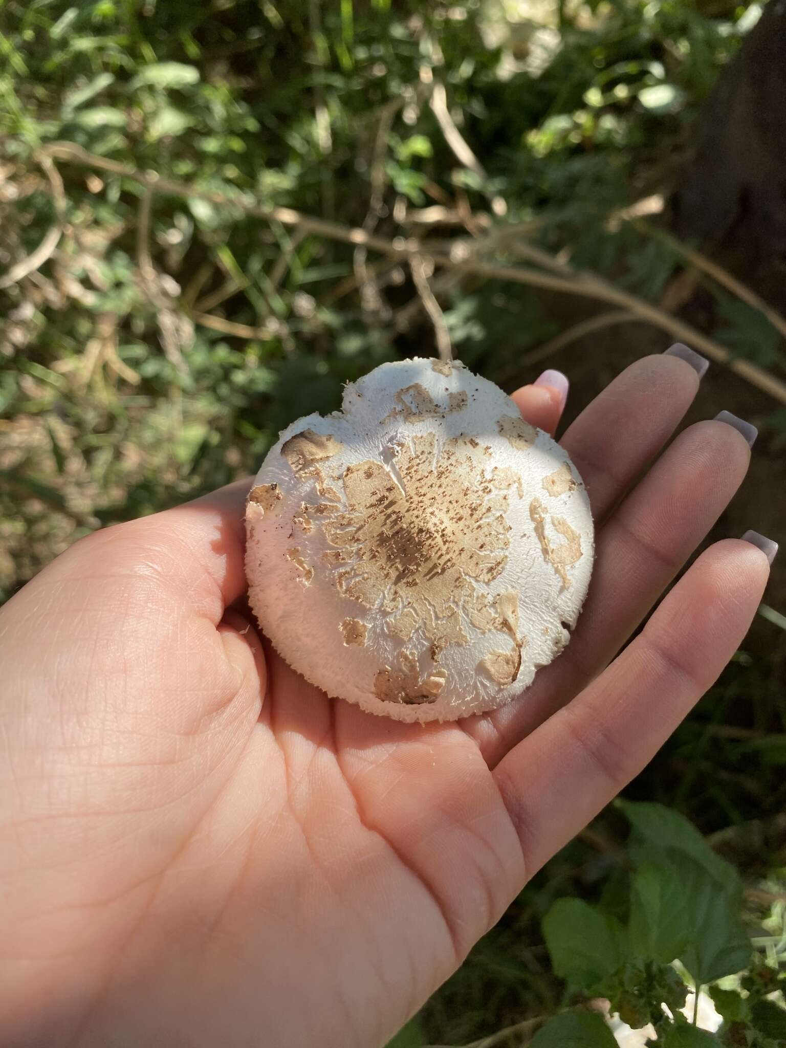 Plancia ëd Chlorophyllum molybdites (G. Mey.) Massee ex P. Syd. 1900