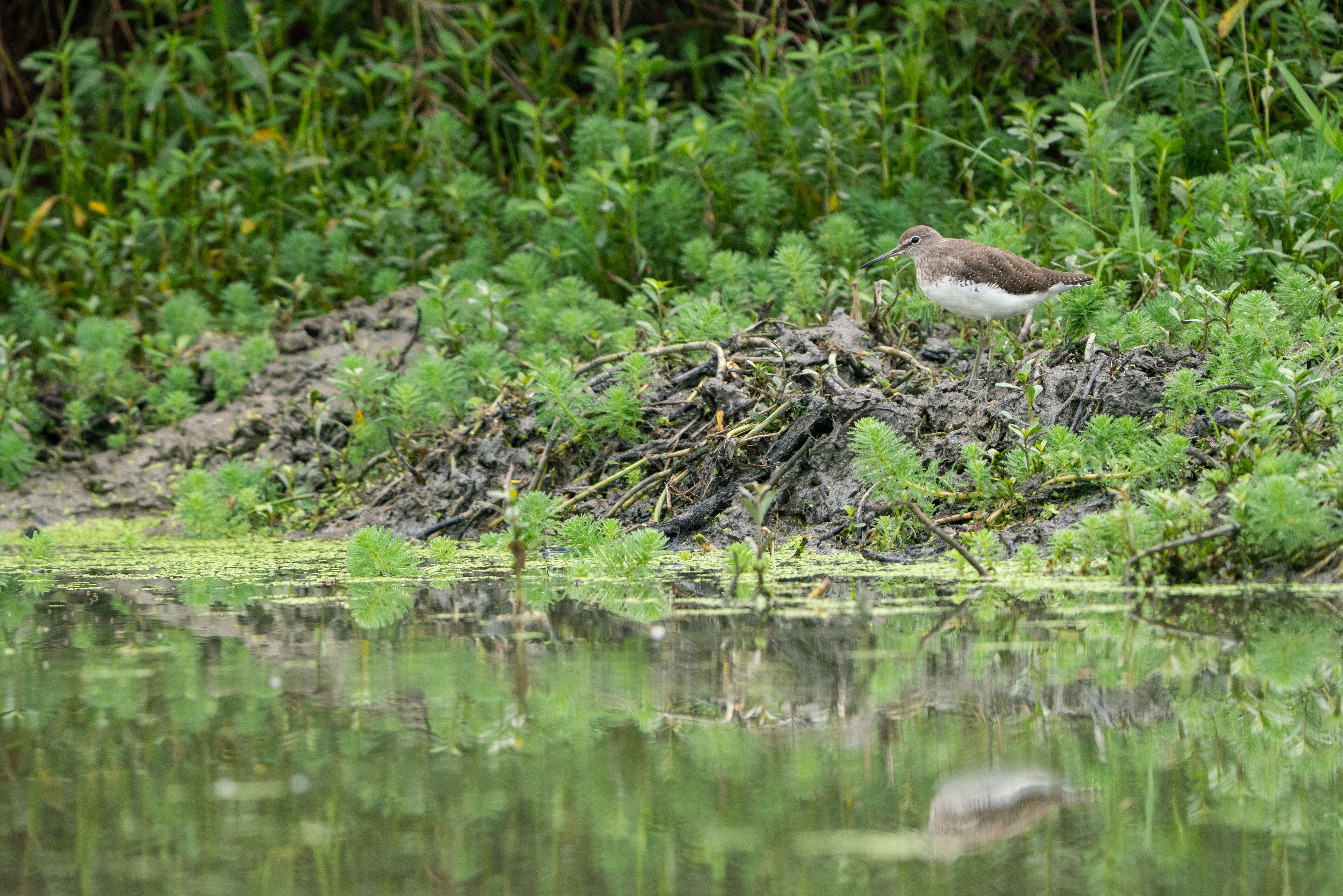 Image of Green Sandpiper