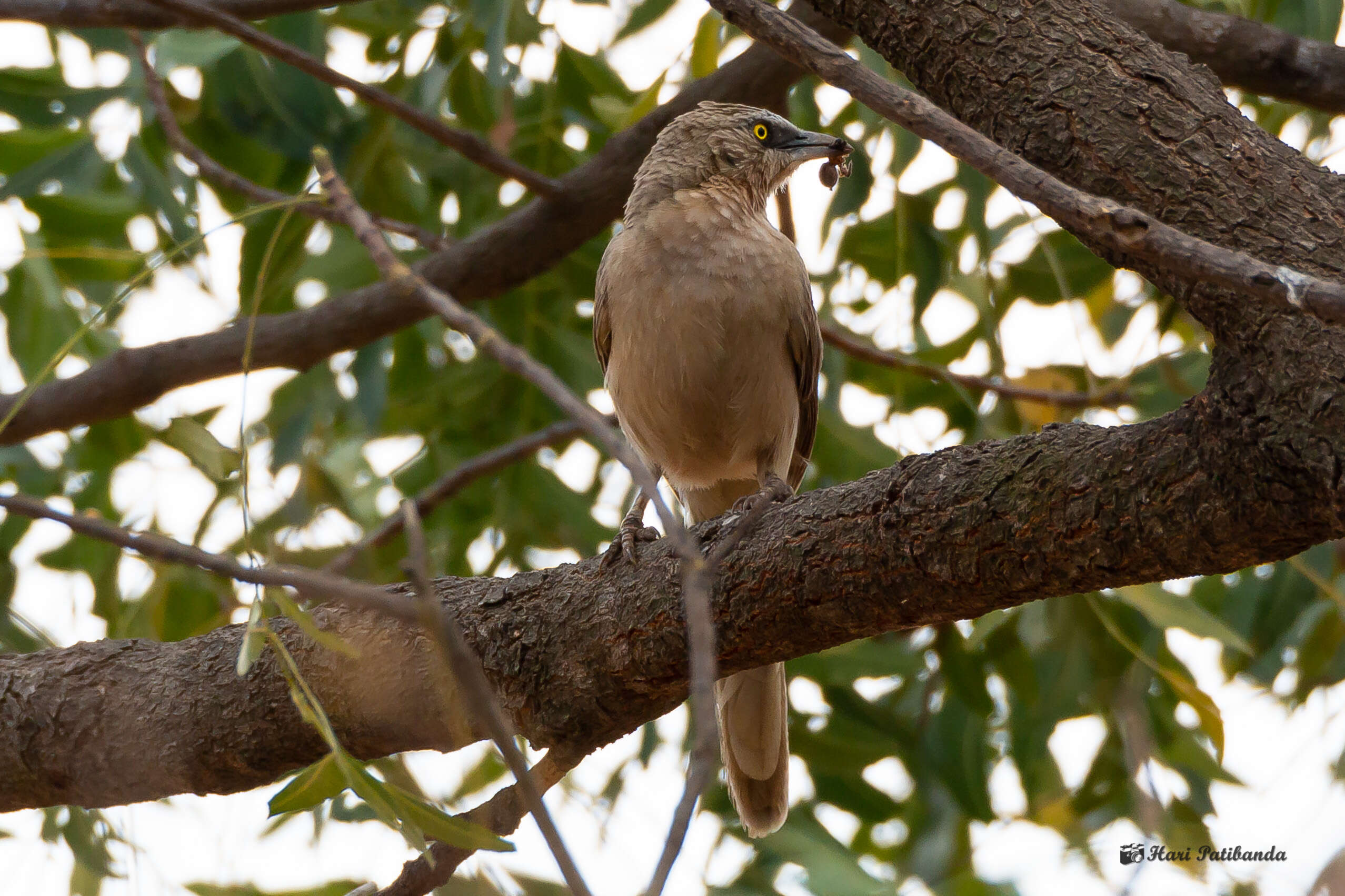 Image of Large Grey Babbler