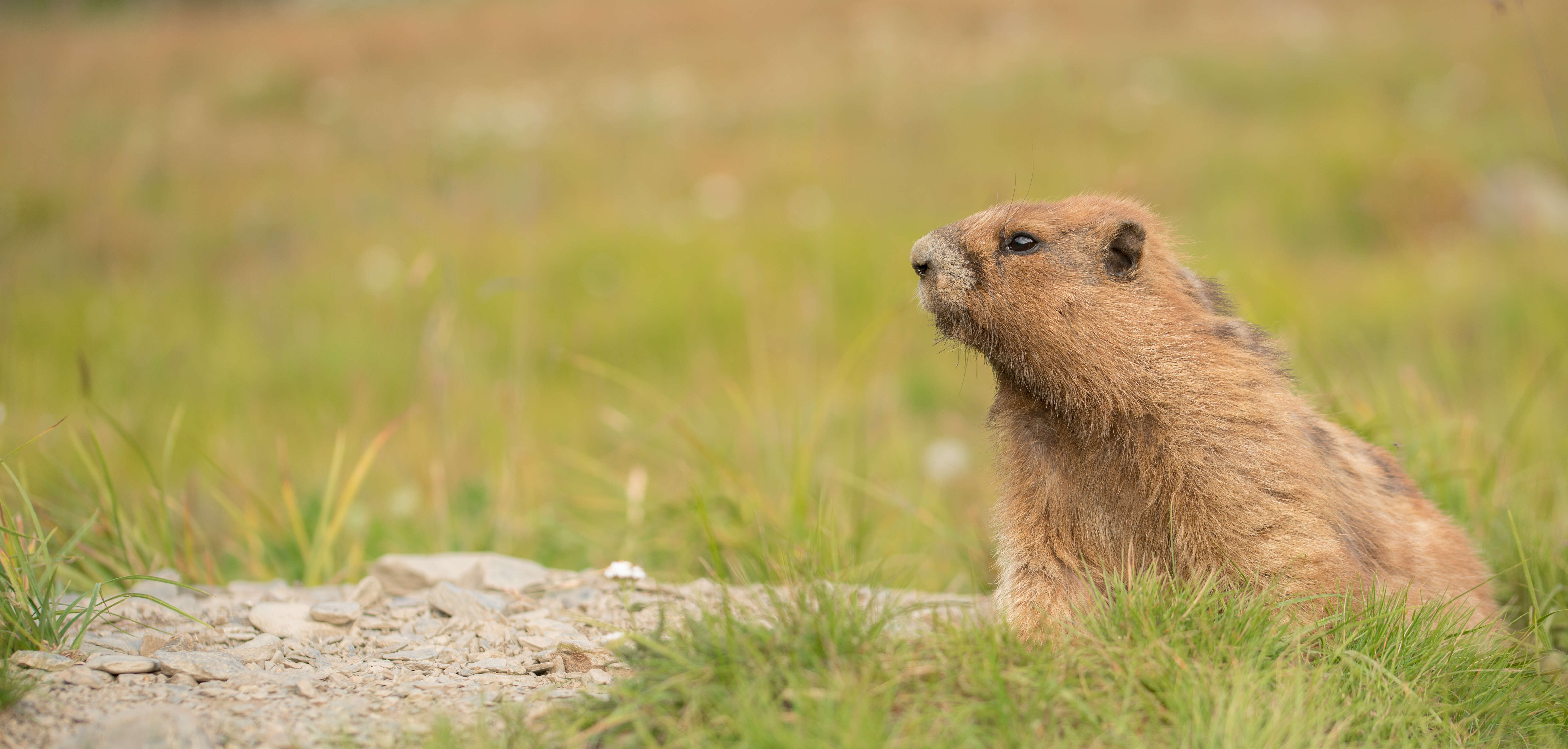 Image of Olympic Marmot