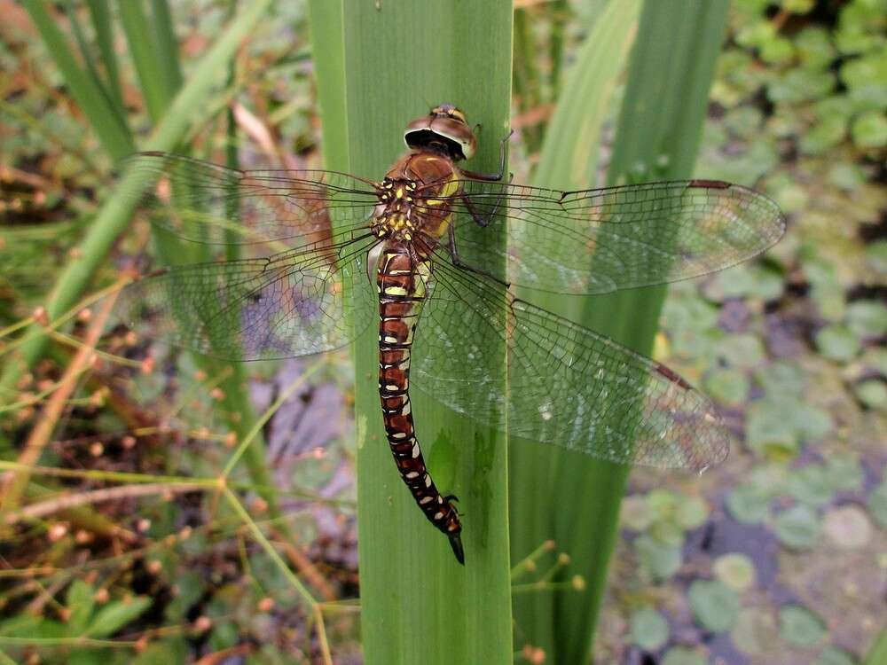 Image of Migrant Hawker