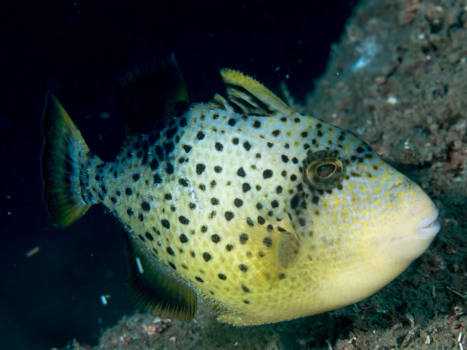 Image of Yellowmargin triggerfish