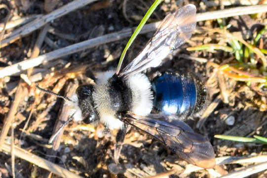 Image of Ashy Mining Bee