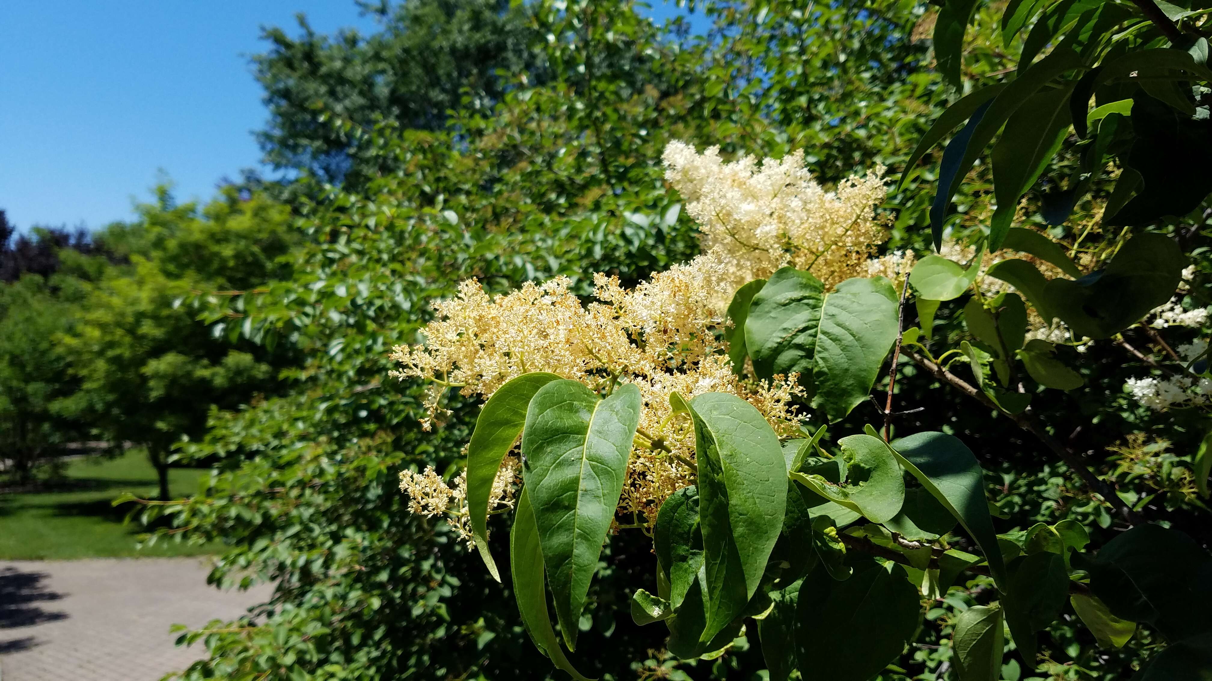 Image of Japanese Tree Lilac