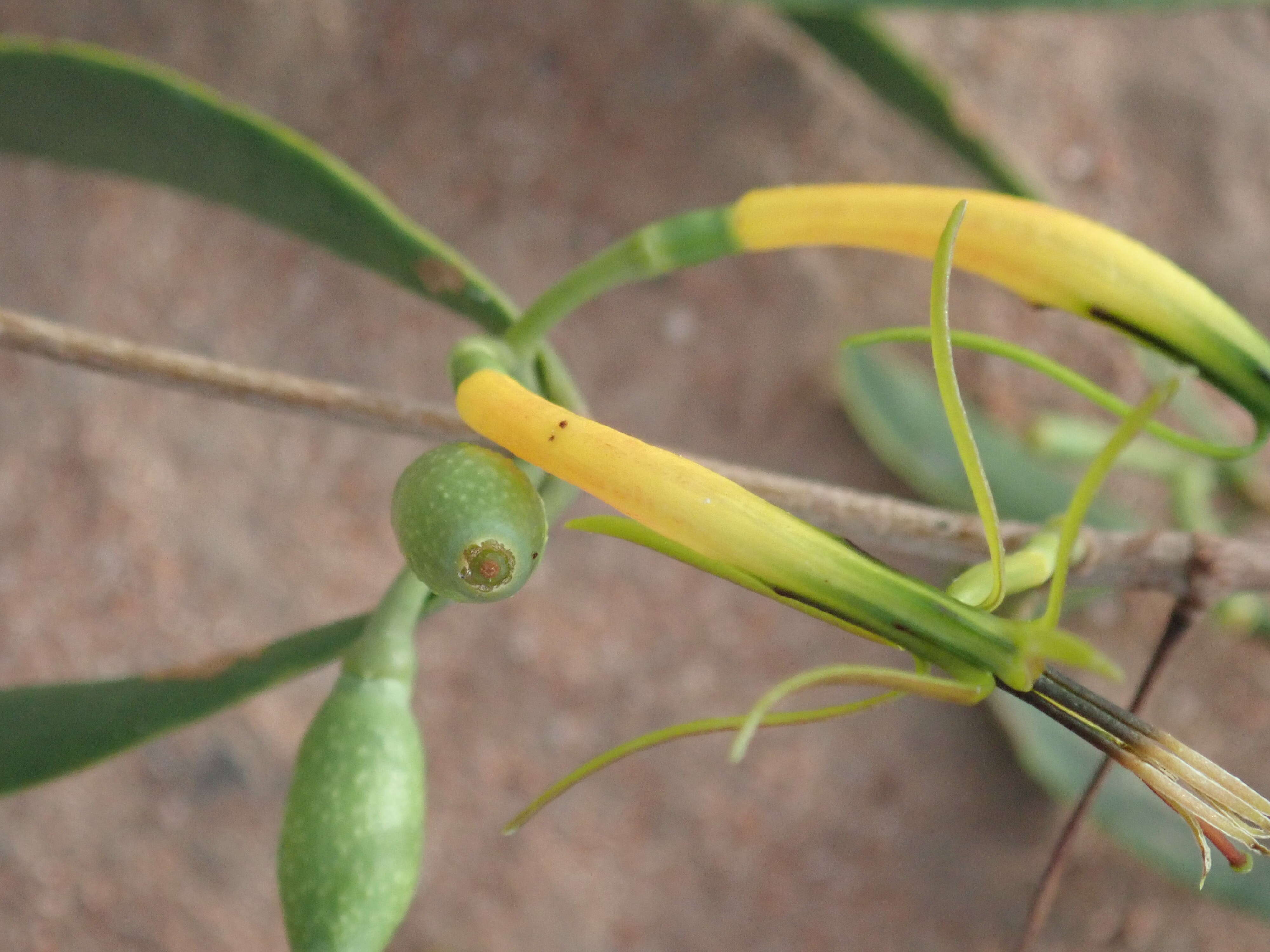 Image of Northern mistletoe