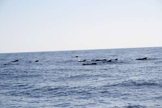 Image of Atlantic Pilot Whale