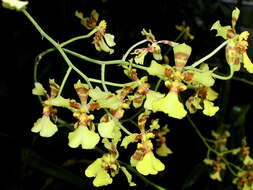 Image of Vitekorchis aurifera (Rchb. fil.) J. M. H. Shaw