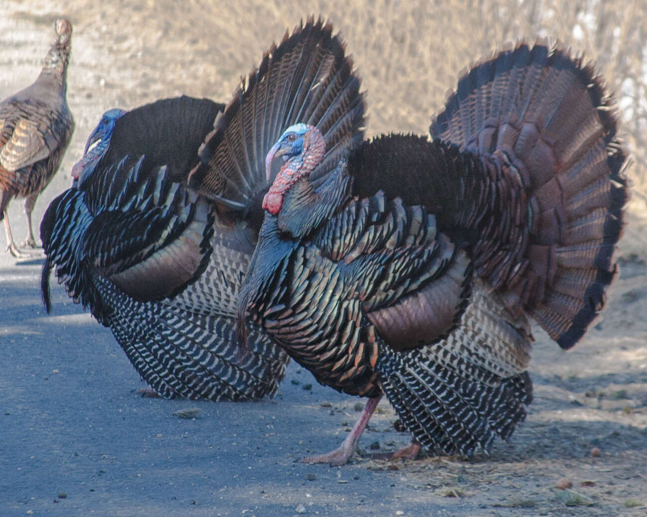 Imagem de Meleagris gallopavo Linnaeus 1758