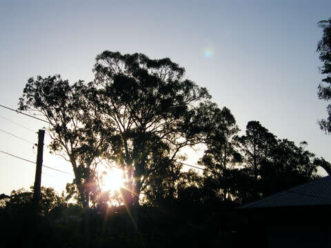 Image of forest redgum