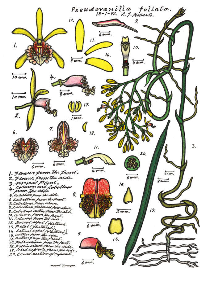 Image of Pseudovanilla foliata (F. Muell.) Garay