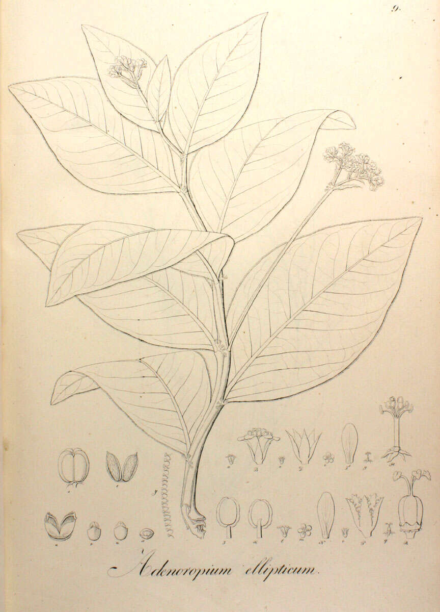 Jatropha elliptica (Pohl) Oken的圖片