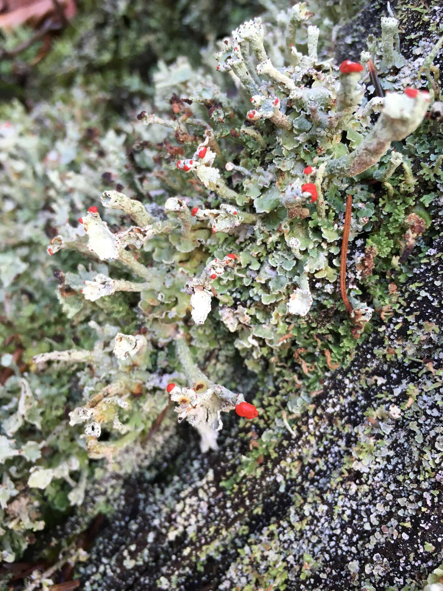 Слика од Cladonia digitata (L.) Hoffm.