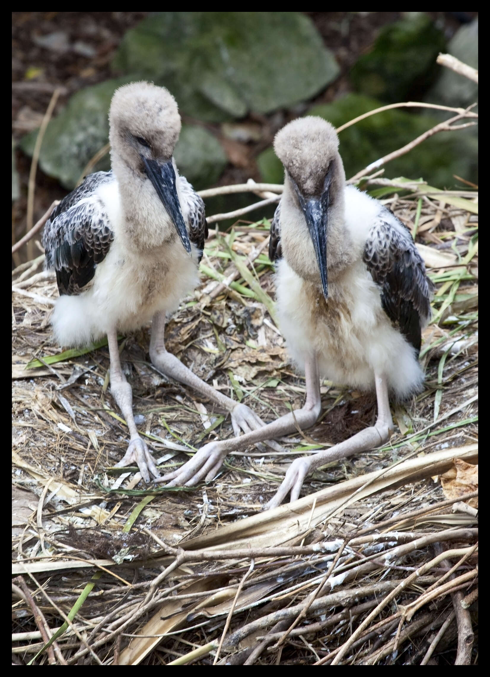 Imagem de Ephippiorhynchus asiaticus (Latham 1790)